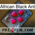 African Black Ant 13